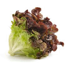 Lettuce