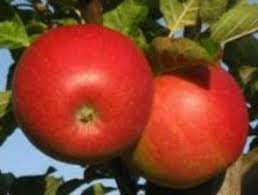 Apples
