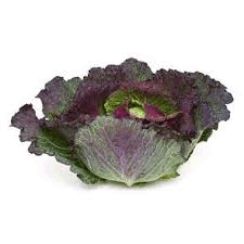 Cabbage