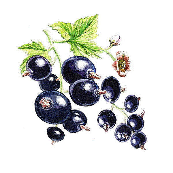 Blackcurrants
