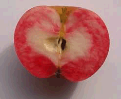 Apples