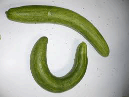 Cucumbers