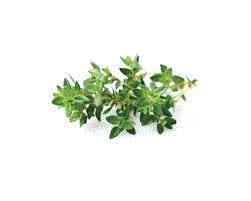 Thyme